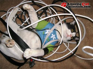 Wires cat